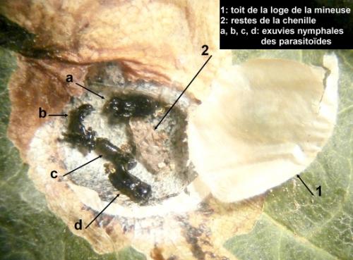Cirrospilus viticola